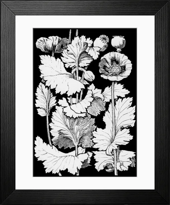 Framed Print : Opium Poppy Framed Print : Opium Poppy