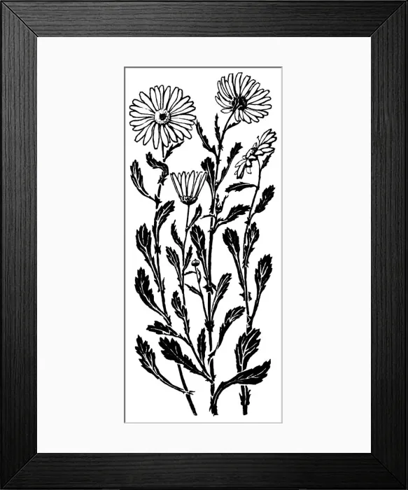 Framed Print : Ox-Eye Daisy Framed Print : Ox-Eye Daisy