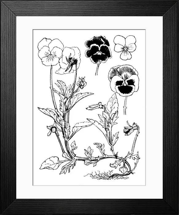Framed Print : Pansy, Viola Framed Print : Pansy, Viola