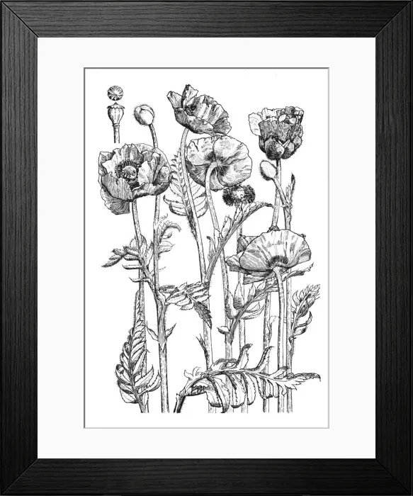 Framed Print : Oriental Poppy Framed Print : Oriental Poppy