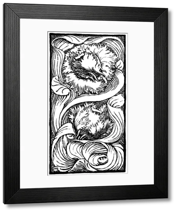 Framed Print : Parrot Tulip Framed Print : Parrot Tulip