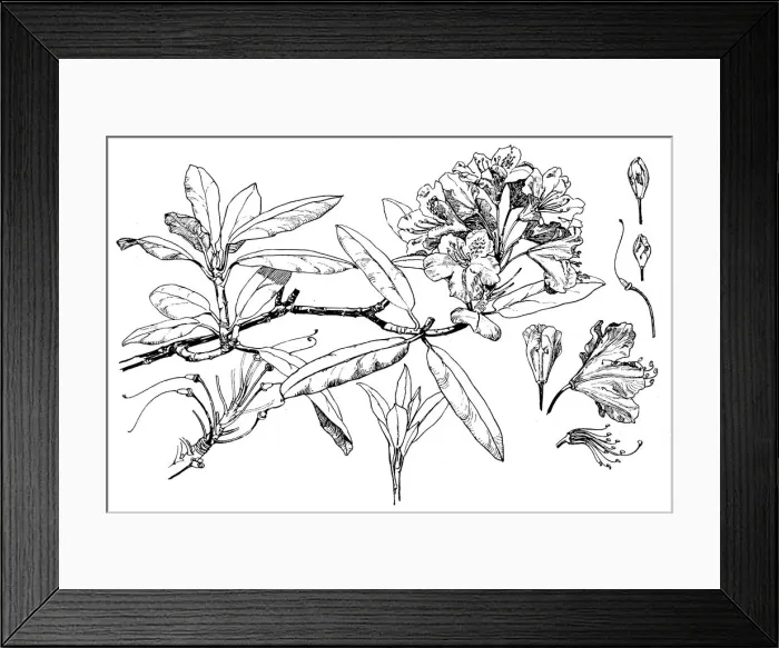 Framed Print : Rhododendron Framed Print : Rhododendron