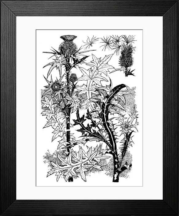Framed Print : Scotch Thistle Framed Print : Scotch Thistle