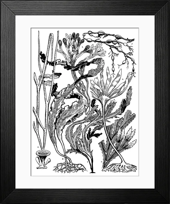 Framed Print : Seaweed. Studies in plant form with suggestions for their application to design Framed Print : Seaweed. Studies in plant form with suggestions for their application to design