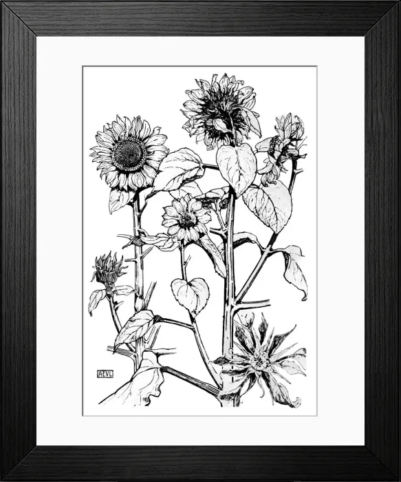 Framed Print : Sunflower, Teasel Framed Print : Sunflower, Teasel