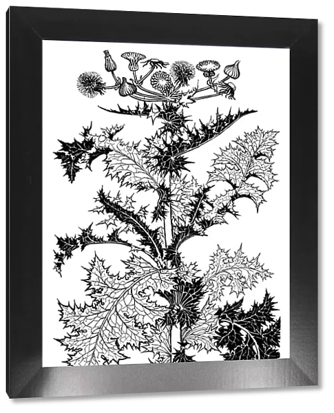 Thistle. Studies in plant form with suggestions for their application to design