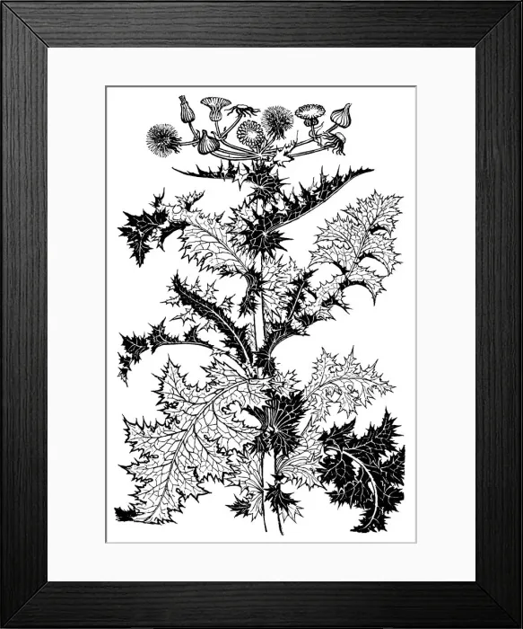 Framed Print : Thistle. Studies in plant form with suggestions for their application to design Framed Print : Thistle. Studies in plant form with suggestions for their application to design
