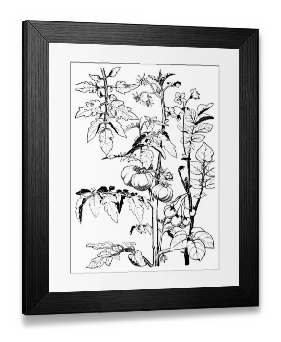 Framed Print : Tomatoes. Studies in plant form with suggestions for their application to design Framed Print : Tomatoes. Studies in plant form with suggestions for their application to design