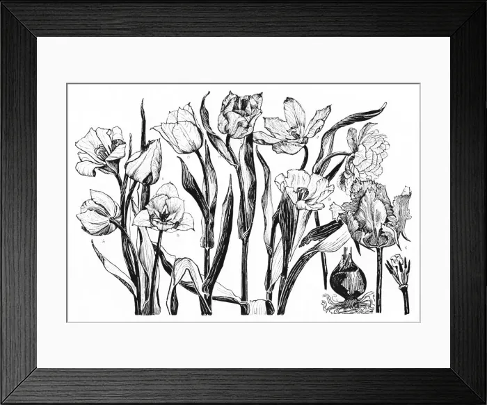Framed Print : Tulip. Studies in plant form with suggestions for their application to design Framed Print : Tulip. Studies in plant form with suggestions for their application to design