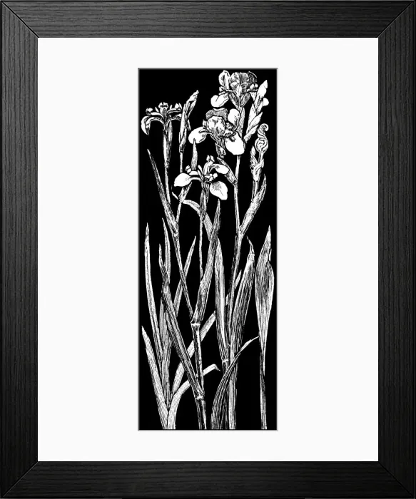 Framed Print : Wild Iris. Studies in plant form with suggestions for their application to design Framed Print : Wild Iris. Studies in plant form with suggestions for their application to design