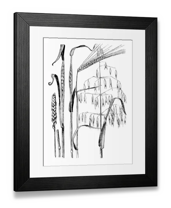 Framed Print : Wheat, Barley, Oats Framed Print : Wheat, Barley, Oats