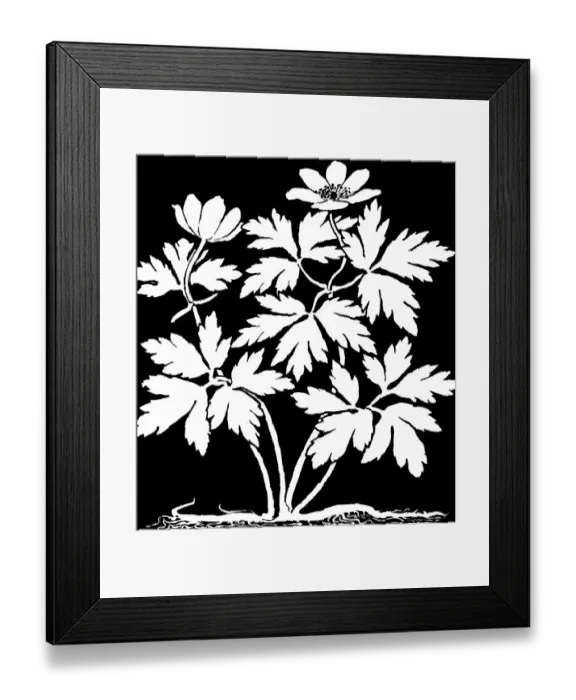 Framed Print : Wood Anemone Framed Print : Wood Anemone