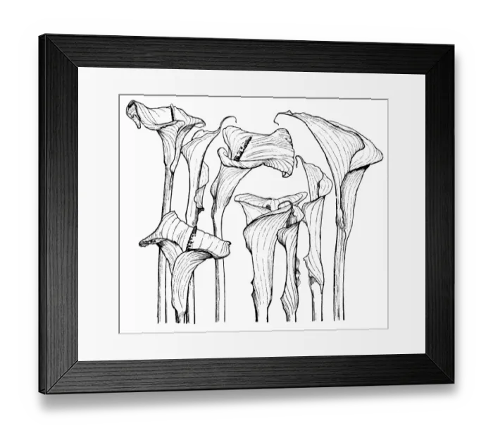 Framed Print : Arum Lilies Framed Print : Arum Lilies