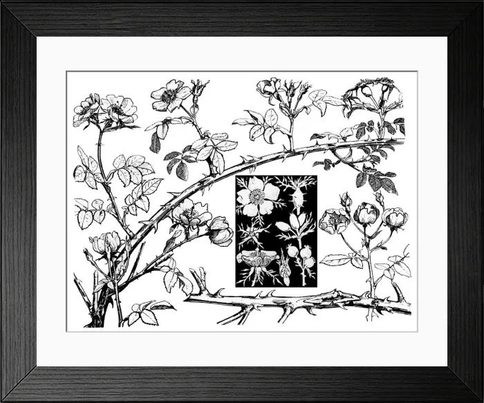 Framed Print : Wild Rose. Studies in plant form with suggestions for their application to design Framed Print : Wild Rose. Studies in plant form with suggestions for their application to design