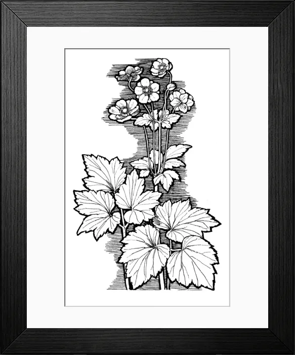 Framed Print : Autumn Anemone Framed Print : Autumn Anemone