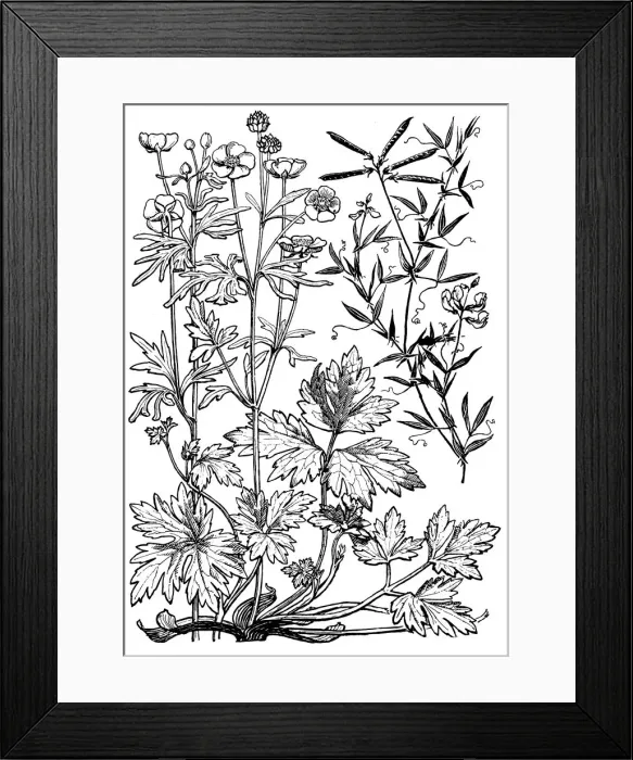 Framed Print : Buttercup, etc Framed Print : Buttercup, etc