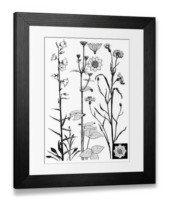 Framed Print : Campanula, etc Framed Print : Campanula, etc