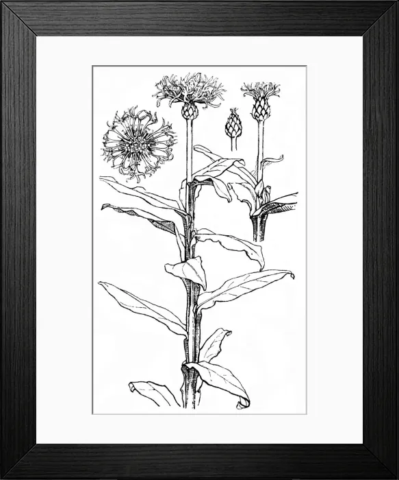 Framed Print : Cornflower Framed Print : Cornflower