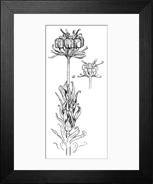 Framed Print : Crown Imperial Seed Pods Framed Print : Crown Imperial Seed Pods