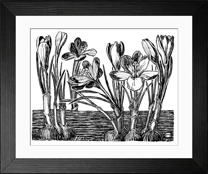 Framed Print : Crocus. Studies in plant form with suggestions for their application to design Framed Print : Crocus. Studies in plant form with suggestions for their application to design