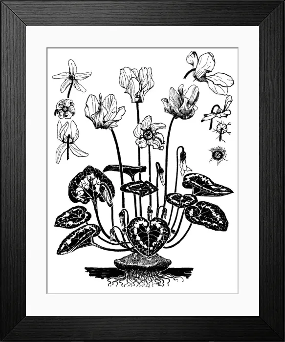 Framed Print : Cyclamen. Studies in plant form with suggestions for their application to design Framed Print : Cyclamen. Studies in plant form with suggestions for their application to design