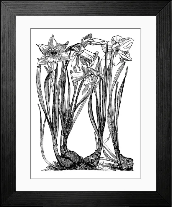 Framed Print : Daffodil. Studies in plant form with suggestions for their application to design Framed Print : Daffodil. Studies in plant form with suggestions for their application to design