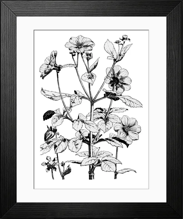 Framed Print : Dahlia. Studies in plant form with suggestions for their application to design Framed Print : Dahlia. Studies in plant form with suggestions for their application to design