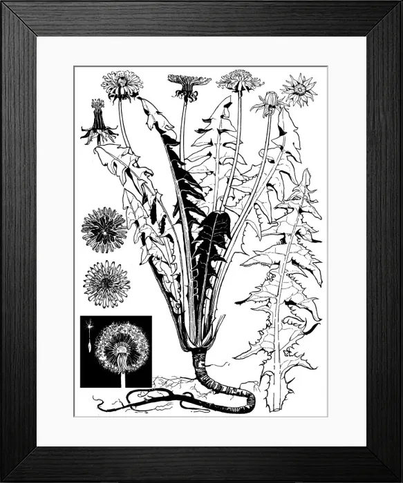 Framed Print : Dandelion. Studies in plant form with suggestions for their application to design Framed Print : Dandelion. Studies in plant form with suggestions for their application to design