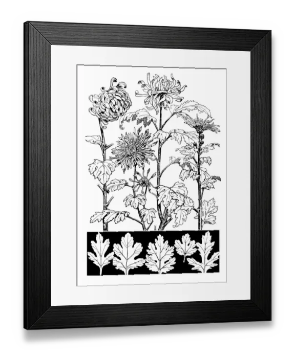 Framed Print : Chrysanthemum Framed Print : Chrysanthemum