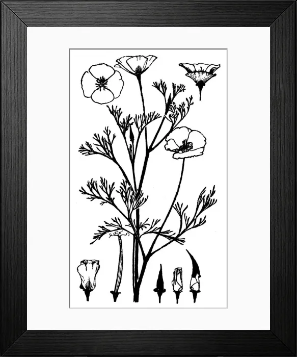 Framed Print : Escholtzia Framed Print : Escholtzia