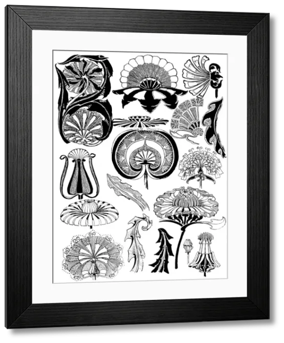 Framed Print : Dandelion. Studies in plant form with suggestions for their application to design Framed Print : Dandelion. Studies in plant form with suggestions for their application to design