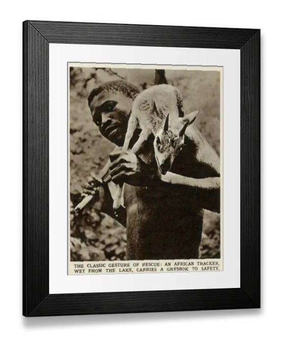 Framed Print : An African tracker, wet from the lake, carrying a grysbok to safety in Southern Rhodesia Framed Print : An African tracker, wet from the lake, carrying a grysbok to safety in Southern Rhodesia