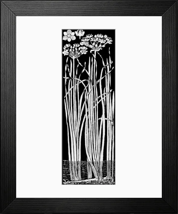 Framed Print : Flowering Rush Framed Print : Flowering Rush