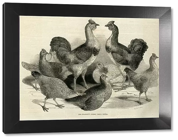 Engraving of the Cochin China Fowl kept by Queen Victoria at Windsor. Date: 1843