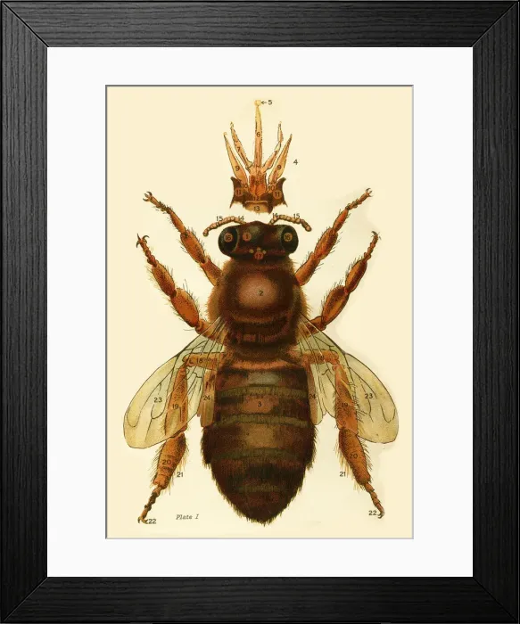 Framed Print : A bee Date: 1920 Framed Print : A bee Date: 1920