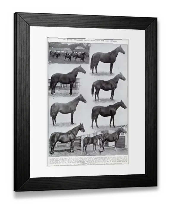 Framed Print : Record Newmarket Sales - Flair sold for 15, 000 guineas Framed Print : Record Newmarket Sales - Flair sold for 15, 000 guineas