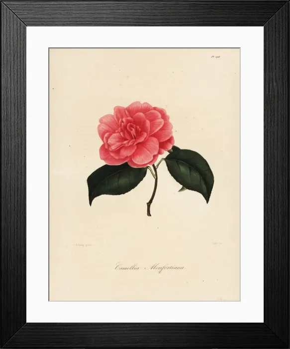 Framed Print : Camellia monfortiana Framed Print : Camellia monfortiana