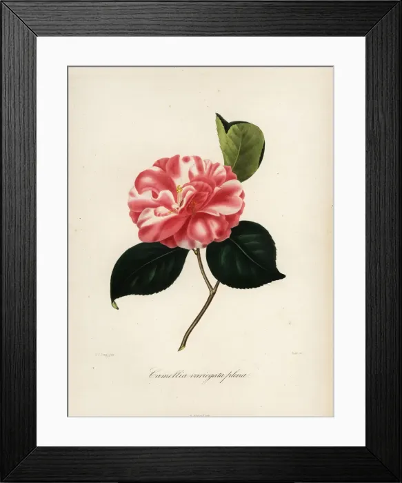 Framed Print : Camellia variegata plena Framed Print : Camellia variegata plena