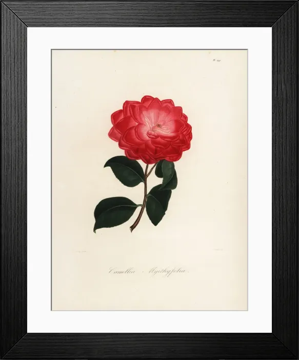 Framed Print : Camellia myrthyfolia Framed Print : Camellia myrthyfolia