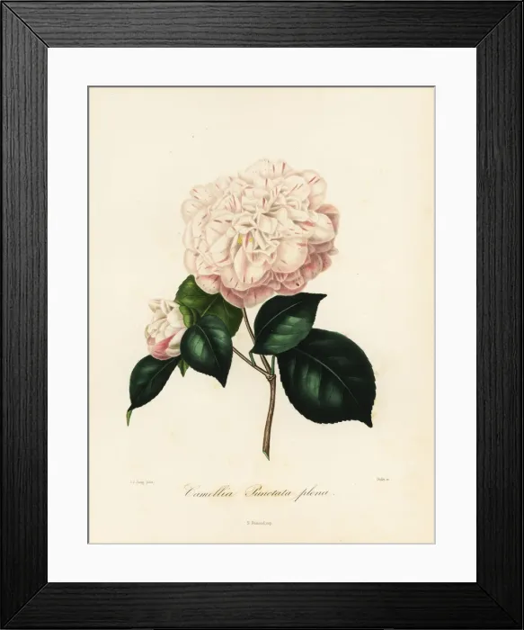 Framed Print : Camellia punctata plena Framed Print : Camellia punctata plena