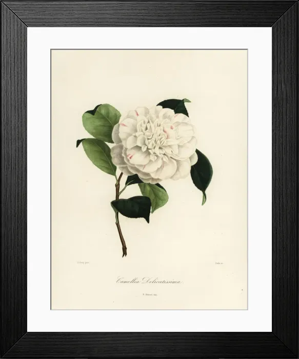 Framed Print : Camellia delicatissima Framed Print : Camellia delicatissima