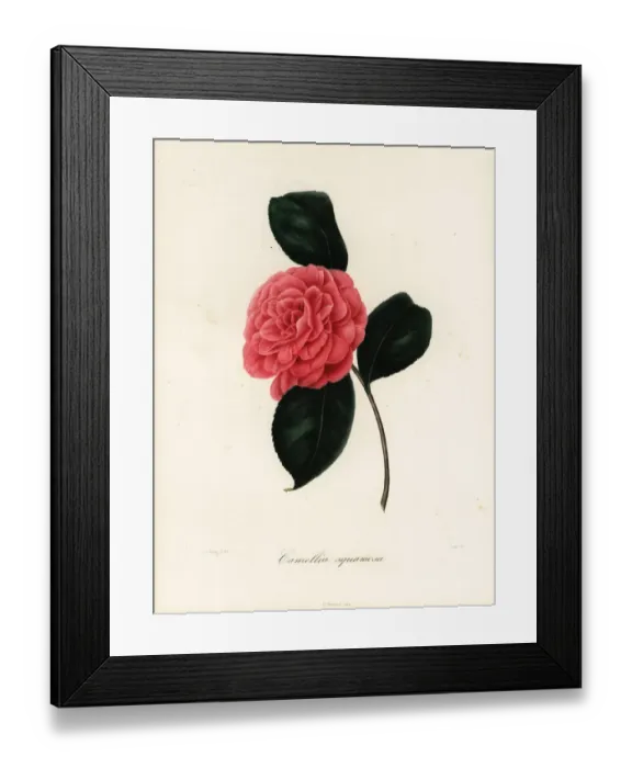 Framed Print : Camellia squamosa Framed Print : Camellia squamosa