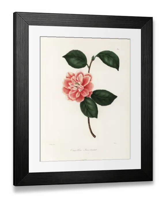 Framed Print : Camellia sweetiana Framed Print : Camellia sweetiana