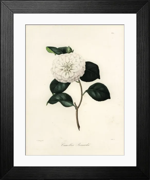Framed Print : Camellia bonardii Framed Print : Camellia bonardii