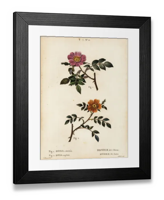 Framed Print : Dog rose and sweet-briar rose Framed Print : Dog rose and sweet-briar rose
