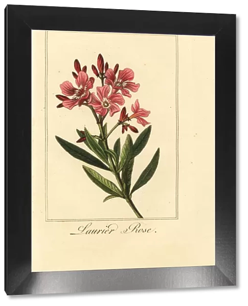 Oleander, Laurier-rose, Nerium oleander