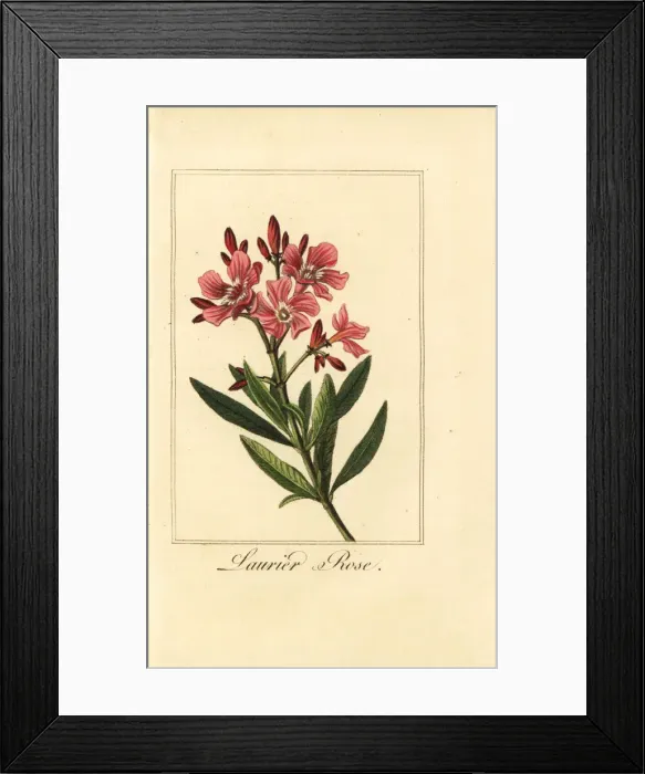 Framed Print : Oleander, Laurier-rose, Nerium oleander Framed Print : Oleander, Laurier-rose, Nerium oleander