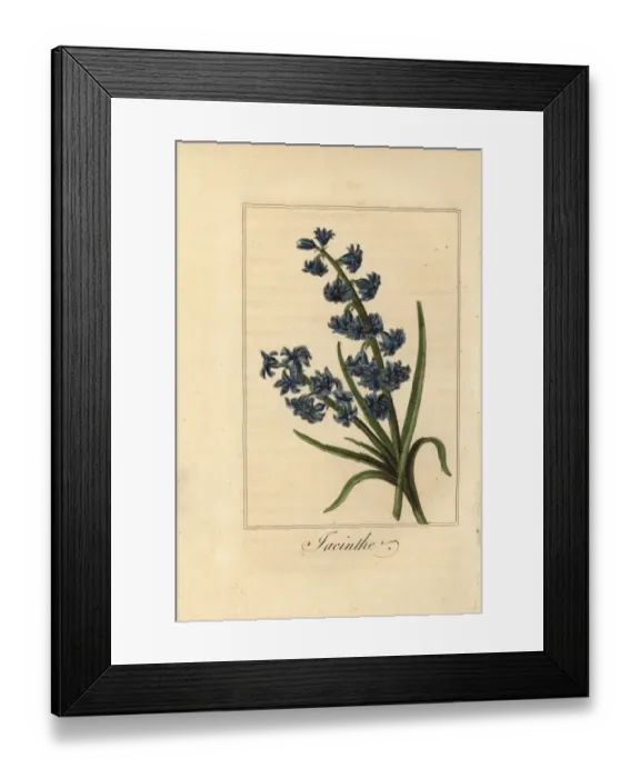 Framed Print : Hyacinth, jacinthe, Hyacinthus orientalis Framed Print : Hyacinth, jacinthe, Hyacinthus orientalis