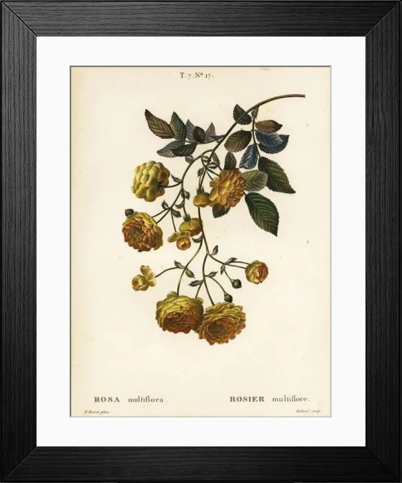 Framed Print : Multiflora rose or Japanese rose, Rosa multiflora