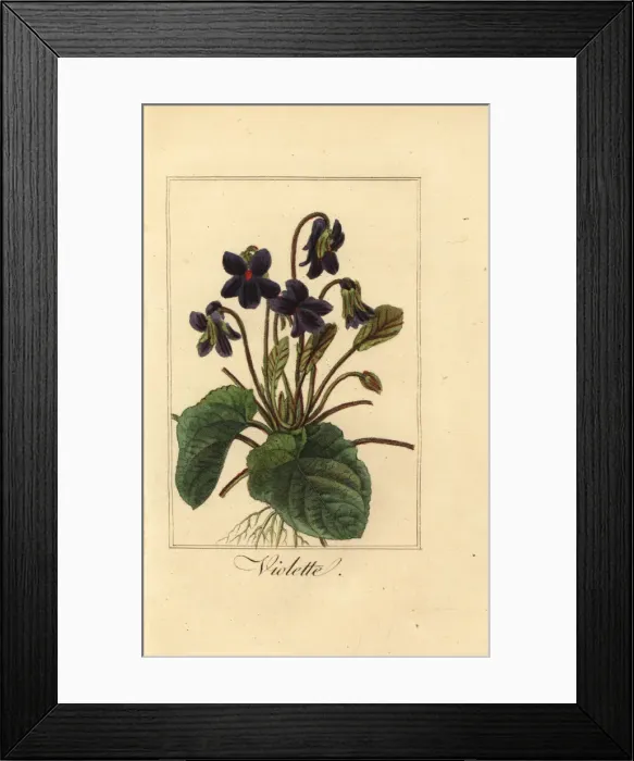 Framed Print : Sweet violet, Violette, Viola odorata Framed Print : Sweet violet, Violette, Viola odorata